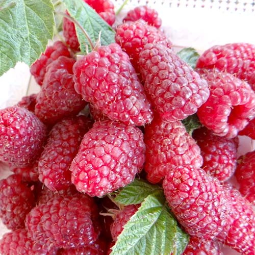 Малина крупноплодная Красная Королева изображение 1 артикул 4351