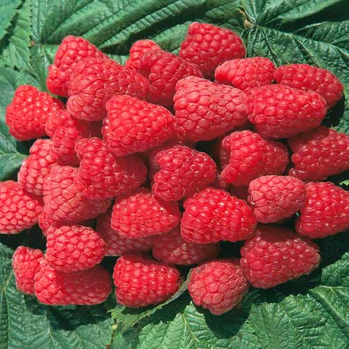 Малина крупноплодная Метеор изображение 1 артикул 4352