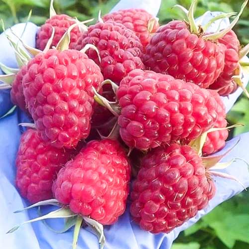 Малина крупноплодная Сенатор изображение 1 артикул 4354