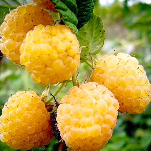 Малина ремонтантная Абрикосовая изображение 1 артикул 7531