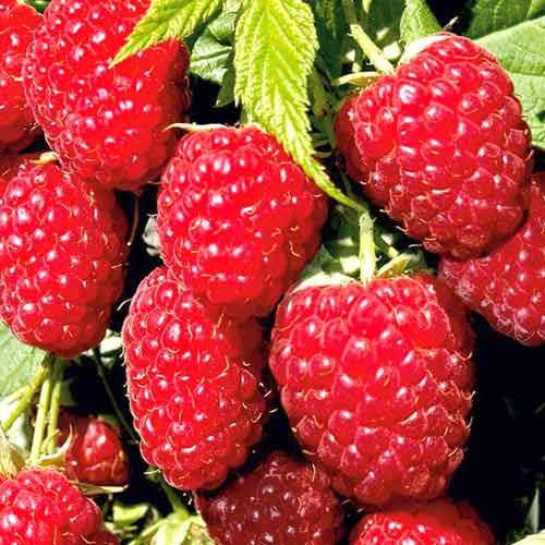 Малина ремонтантная Гигант красная изображение 1 артикул 7536