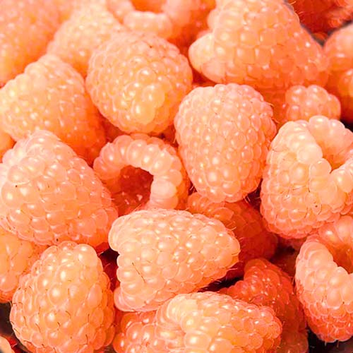 Малина ремонтантная Гигант оранжевая изображение 1 артикул 7537