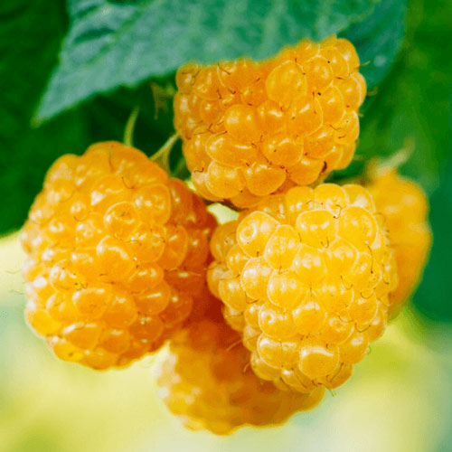 Малина ремонтантная Голден Эверест изображение 1 артикул 7634