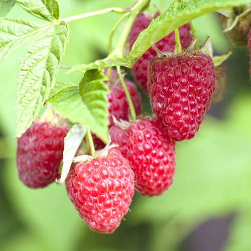 Малина ремонтантная Недосягаемая изображение 1 артикул 4361