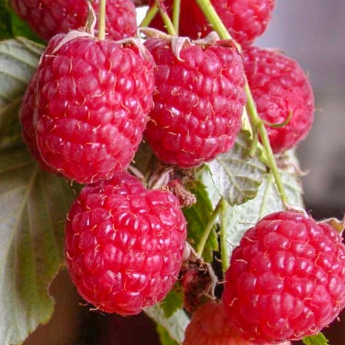 Малина ремонтантная Полана изображение 1 артикул 7544