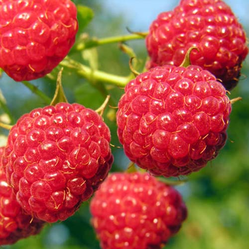 Малина ремонтантная Полка изображение 1 артикул 7545