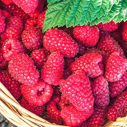 Малина ремонтантная Шапка Мономаха изображение 1 артикул 4357