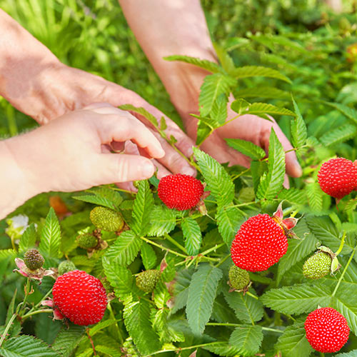 Малино-клубника (Малиника) изображение 1 артикул 9602