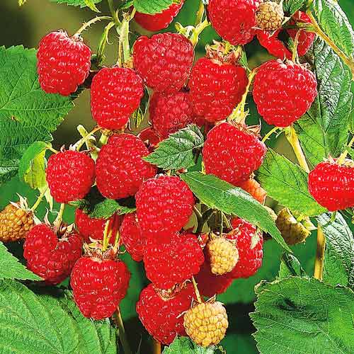 Малиновое дерево Атлант изображение 1 артикул 7553