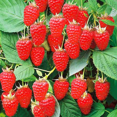 Малиновое дерево Краса артикул фото 1 Малиновое дерево Краса изображение 1 артикул 7554