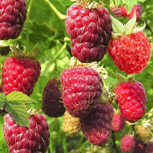 Малиновое дерево Богатырь изображение 1 артикул 7555