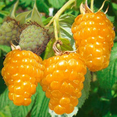 Малиновое дерево Голд изображение 1 артикул 7556