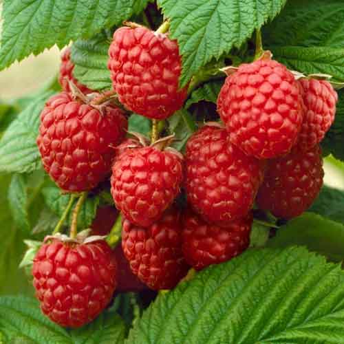 Малиновое дерево Канадское изображение 1 артикул 5721