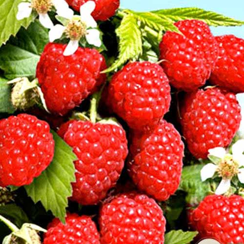 Малиновое дерево Сказка изображение 1 артикул 7559