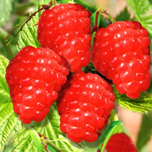 Малиновое дерево Красное изображение 1 артикул 7557