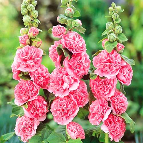 Мальва Розовые кружева изображение 1 артикул 66092