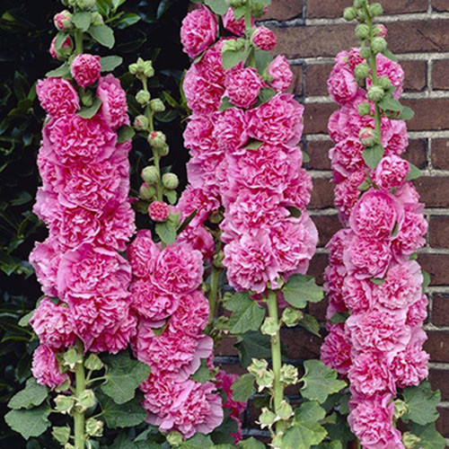 Мальва (шток-роза) махровая Пинк изображение 1 артикул 70323