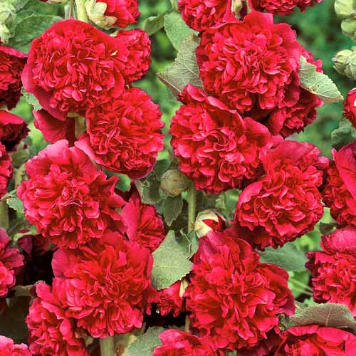 Мальва (шток-роза) махровая Ред изображение 1 артикул 76159