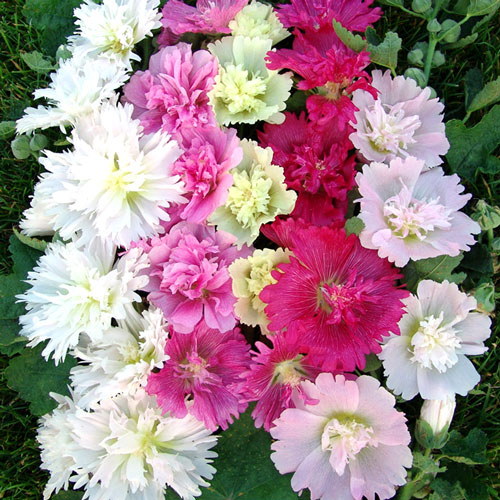 Мальва Сияние, смесь окрасок изображение 1 артикул 9831