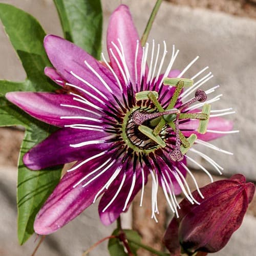 Маракуйя (пассифлора) Виктория изображение 1 артикул 9079