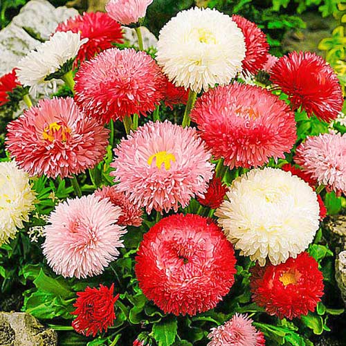 Маргаритка Хабанера микс F1, смесь окрасок изображение 1 артикул 66164