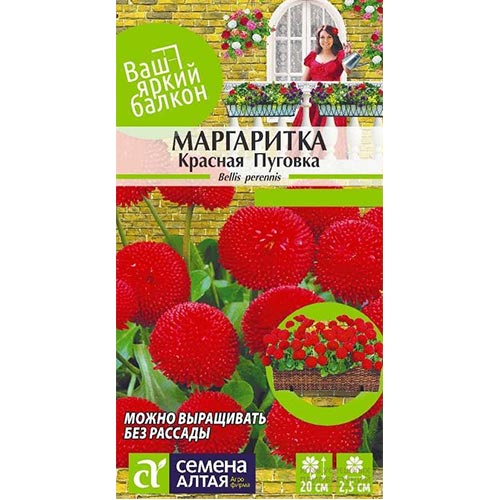 Маргаритка Красная Пуговка, семена артикул фото 1 Маргаритка Красная Пуговка, семена изображение 1 артикул 94194