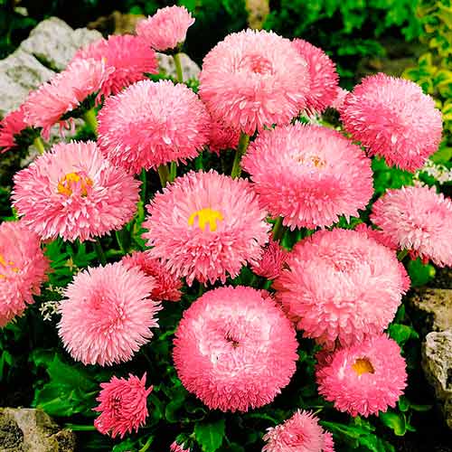 Маргаритка Робелла F1 изображение 1 артикул 71344