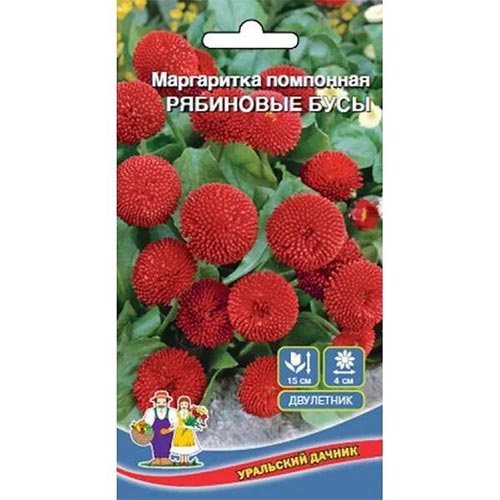 Маргаритка Рябиновые бусы, семена артикул фото 1 Маргаритка Рябиновые бусы, семена изображение 1 артикул 94826