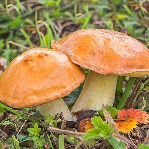 Масленок обыкновенный изображение 1 артикул 9734