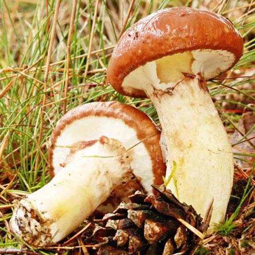 Масленок обыкновенный изображение 2 артикул 9734