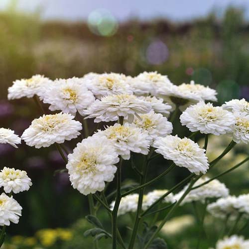 Матрикария Сахарная вата Русский огород НК изображение 1 артикул 84122