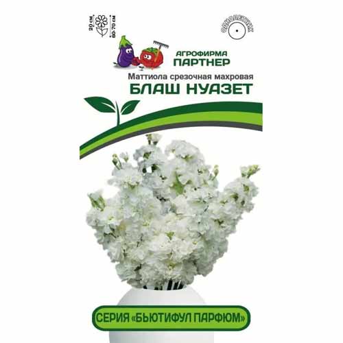 Маттиола срезочная махровая Бьютифул Парфюм Блаш Нуазет Партнер изображение 1 артикул 40812