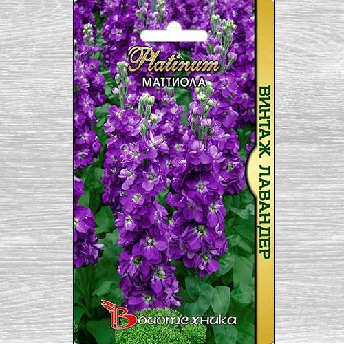 Маттиола Винтаж Лавандер изображение 1 артикул 74834