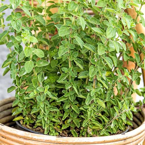 Майоран садовый Тоскана изображение 1 артикул 74006