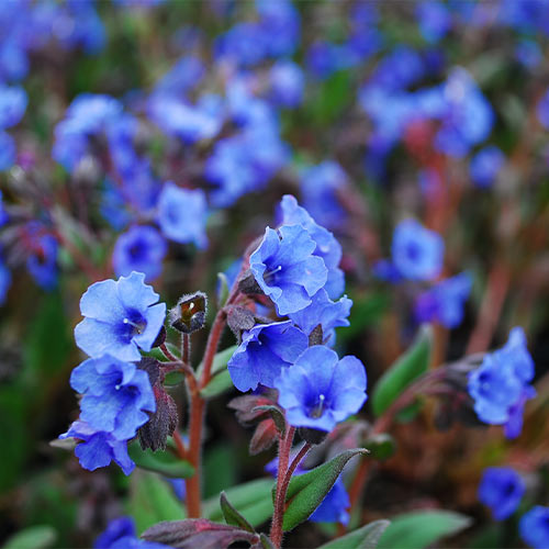 Медуница Блю Энсайн изображение 1 артикул 01358