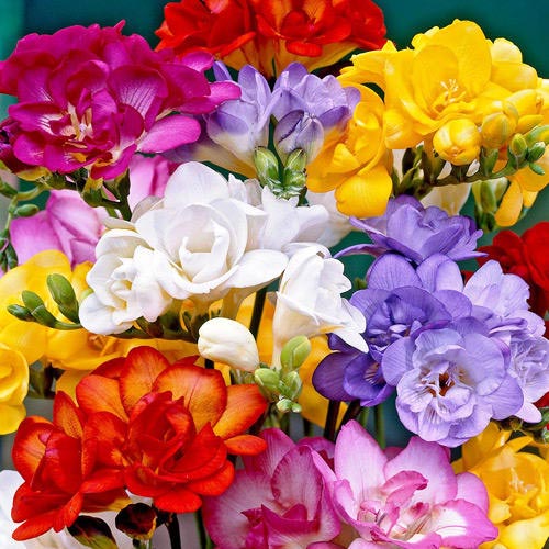 Мега экономия! Фрезия Дабл, микс изображение 1 артикул 68375