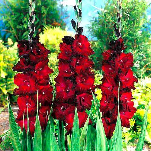 Гладиолус крупноцветковый Блэк Джек изображение 1 артикул 70464