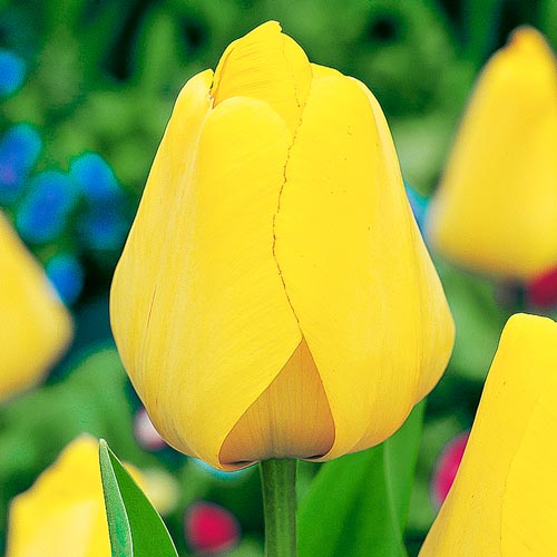 Мега экономия! Тюльпан Дарвина Голден Парад изображение 1 артикул 67519