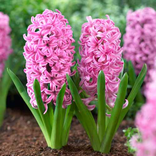 Мега экономия! Гиацинт Пинк Перл изображение 1 артикул 67536