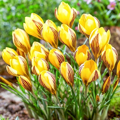 Крокус Фускотинктус изображение 1 артикул 67539