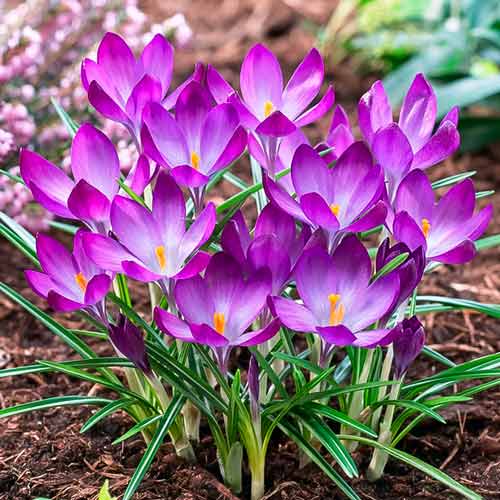 Мега экономия! Крокус Руби Гиант изображение 1 артикул 67538
