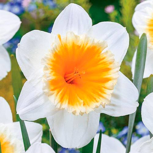 Мега экономия! Нарцисс Слим Уитман изображение 1 артикул 67532