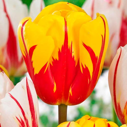 Мега экономия! Тюльпан Триумф Холланд Куин изображение 1 артикул 67526