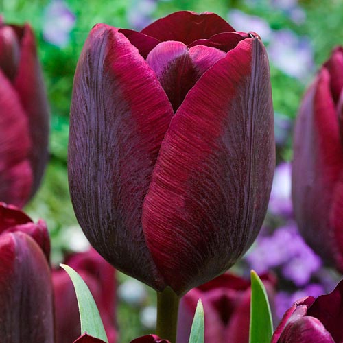 Мега экономия! Тюльпан Роналдо изображение 1 артикул 67527