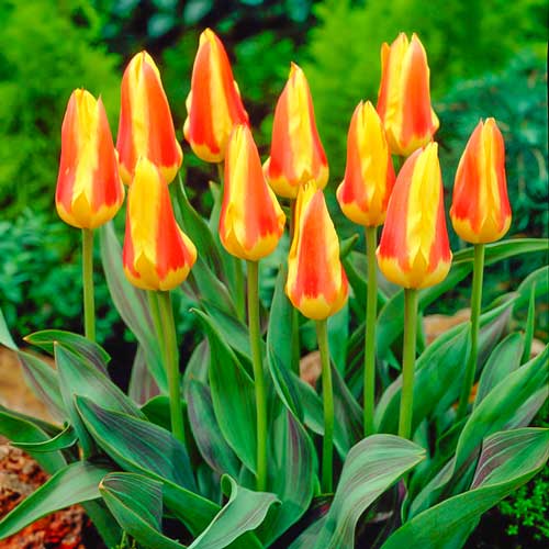 Мега экономия! Тюльпаны Кауфмана Корона изображение 1 артикул 67529