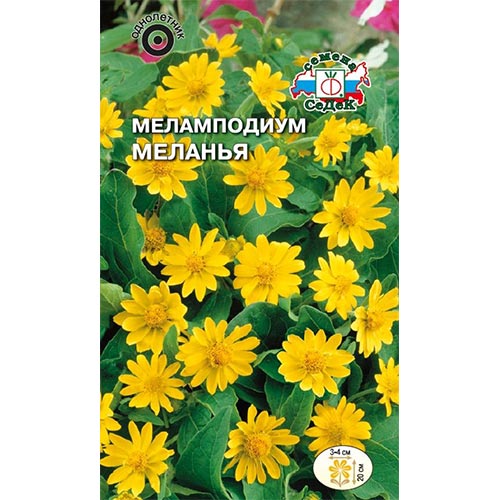 Меламподиум Меланья, семена изображение 1 артикул 93902