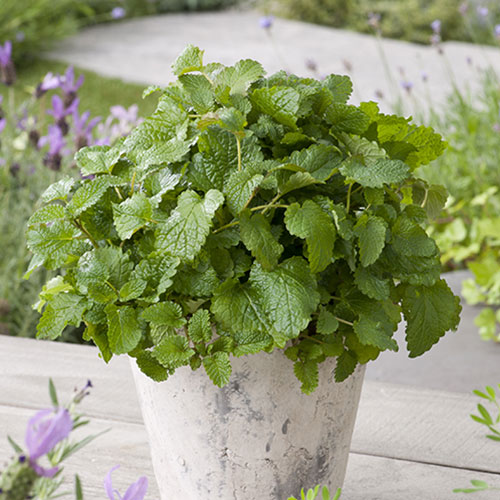 Мелисса Лимонный чай Premium Seeds изображение 1 артикул 83766