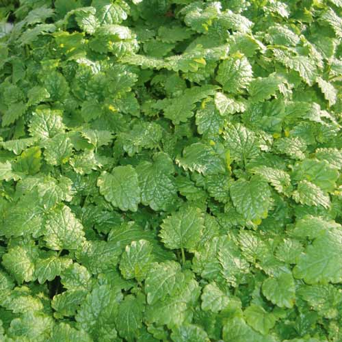 Мелисса Махито изображение 1 артикул 69793