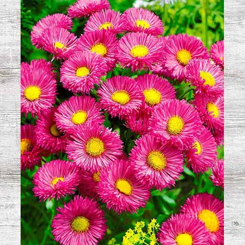 Мелколепестник Розовая жемчужина изображение 1 артикул 83719