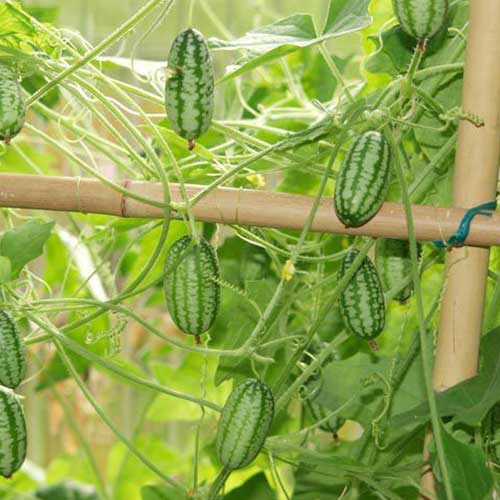 Мелотрия Мини-огурчик Русский огород НК артикул фото 1 Мелотрия Мини-огурчик Русский огород НК изображение 1 артикул 69900